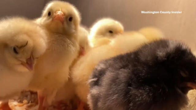 West Bend Elevator chicken sales up 50% as egg prices soar
