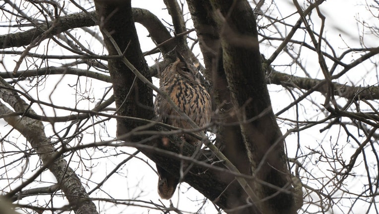 Eagle owl in Central Park