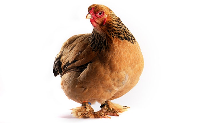 Brahma hen chicken