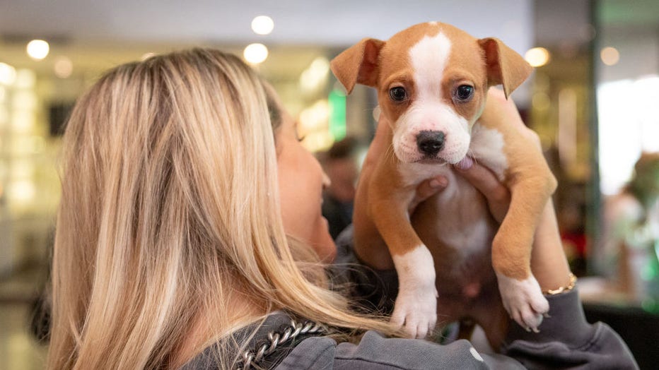 Sofitel Los Angeles And Wagmore Pets Dog Rescue Host