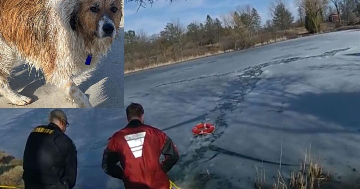 Racine County ice rescue, man, 2 dogs went into pond | FOX6 Milwaukee