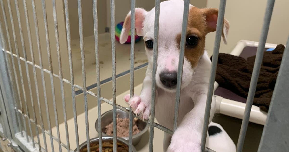 34 Washington County dogs seized up for adoption | FOX6 Milwaukee