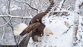 Watch: Bald eagle parents protect their egg during California snowstorm