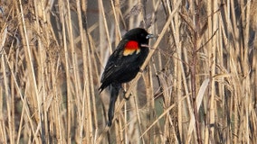 Red-winged blackbirds in Wisconsin, another reminder of spring