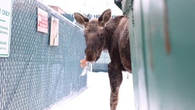 Alaska man saves young moose from choking on trash bag