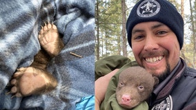 New Mexico agency looking for 'professional bear huggers'