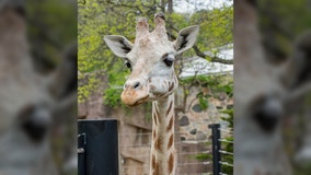 Milwaukee County Zoo giraffe dies, 2nd in past week