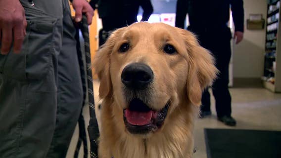 Milwaukee police dog helps officers process pain: 'Difficult time'