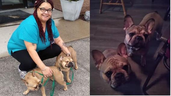 Milwaukee French bulldogs believed stolen found safe