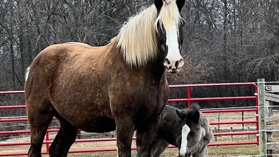 UW-Madison police horse welcomes foal: 'Spring surprise!'