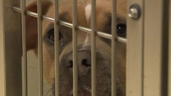 MADACC 'Operation Reunification' aims to bring lost pets home
