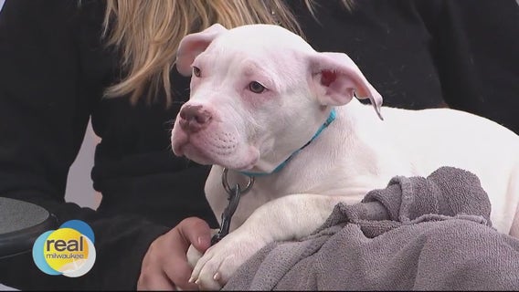 Celebrating National Puppy Day