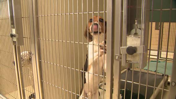 MADACC nears capacity at difficult time of year: 'Winter is rough'