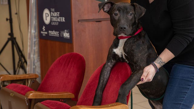 Pabst Theater chair sale; $60,000 raised for MADACC, ArtWorks