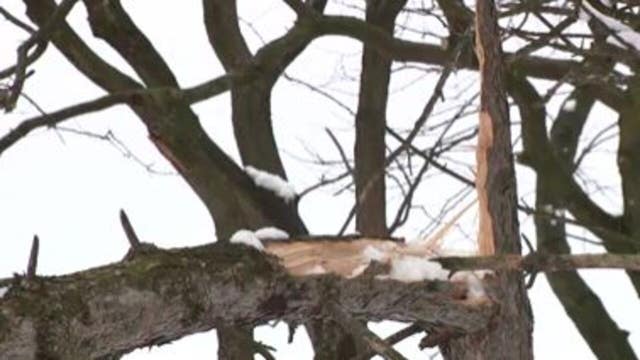 Milwaukee winter storm takes down trees: 'It came down heavy'