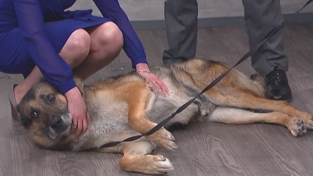 K9 Veterans Day fundraiser