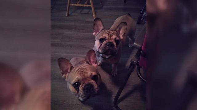 French bulldogs stolen from Milwaukee yard, owner says