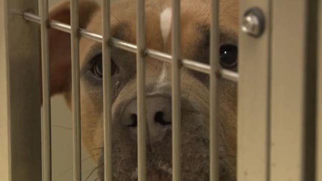 MADACC 'Operation Reunification' aims to bring lost pets home