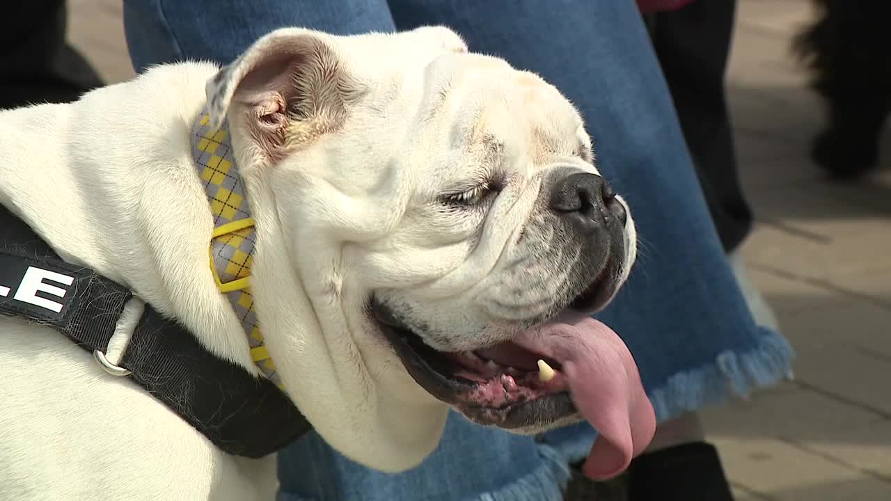 Doggy Day at Deer District creates 'paw-sitive' connections - Vimarsana News