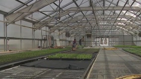 Rain helps Hunger Task Force farm in Franklin: 'A good start'