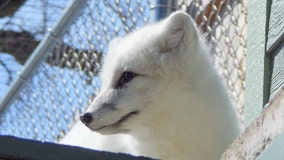 Racine Zoo's new arctic fox exhibit complete