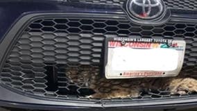 'Bobcat in my car:' Portage County deputies, DNR pull big cat from grille