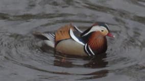 Mandarin duck spotted in Oconomowoc 3 months after South Shore Park sightings