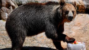 Bear spared from execution despite fatal mauling of Italian woman