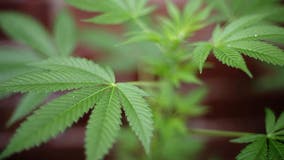 Wisconsin medical marijuana legalization, Republicans working on law