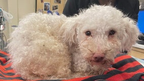 Poodle revived with Narcan after being found unconscious next to owner in Kensington: SPCA