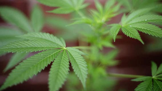 Wisconsin medical marijuana legalization, Republicans working on law