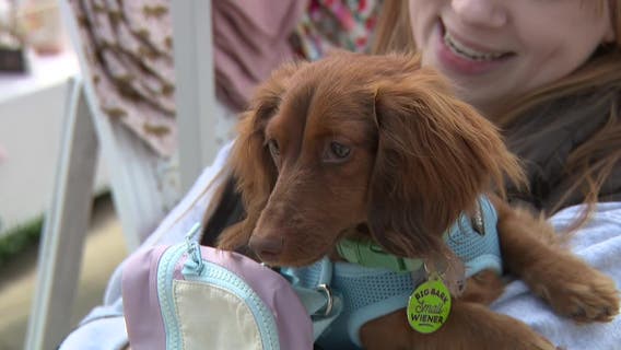 Doggy Day at Deer District returning for 3rd year