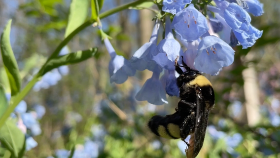 Bumble bees' future depends on native spring wildflowers