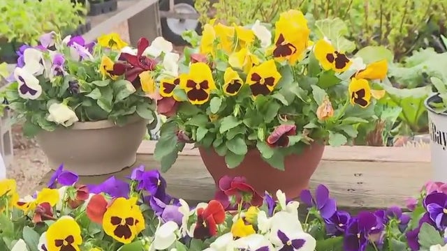 Bayside Garden Center; plan, prune and fertilize your plants