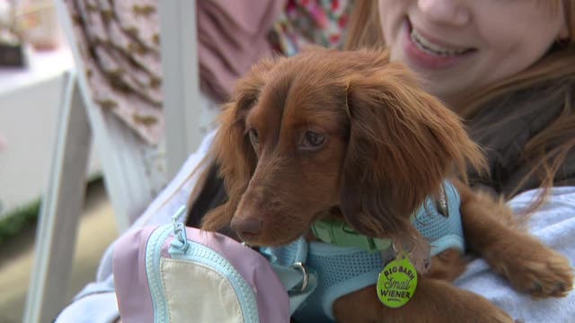 Doggy Day at Deer District returning for 3rd year