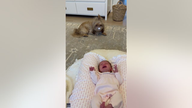 Sneaky Shih Tzu steals pacifier from baby