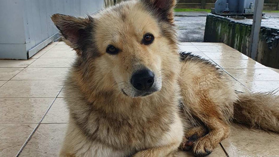 Chernobyl-dogs5.jpg
