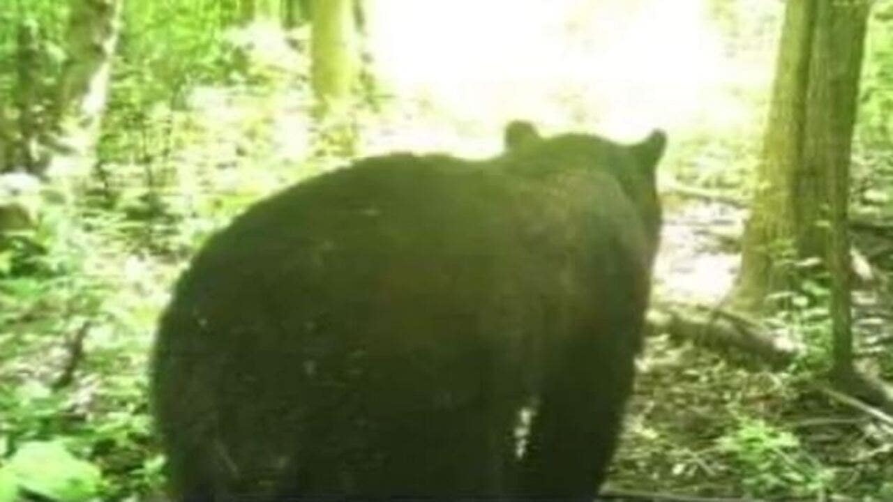 New Berlin black bear sighting, Hales Heights area
