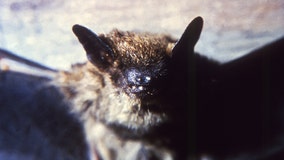 Racine County bat rabies case confirmed, officials advise