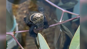 Watch: Critically endangered tortoise hatches at Australian zoo