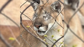 Blind Como Zoo cougar adjusting to life without eyes