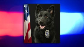 New Berlin K-9 Condor dies; diagnosed with terminal cancer last fall