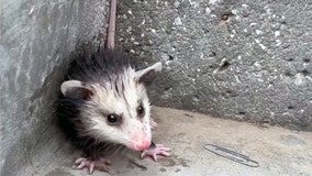 Kansas cop saves baby opossum seeking shelter from rain