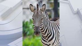 Milwaukee County Zoo zebra dies; came in contact with wire fencing