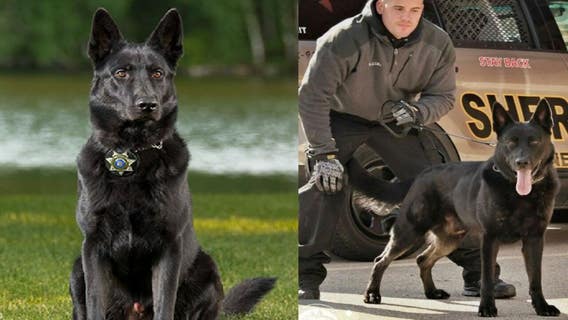 Racine County K-9 Nox dies of kidney failure
