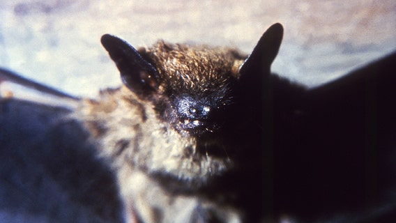 Racine County bat rabies case confirmed, officials advise