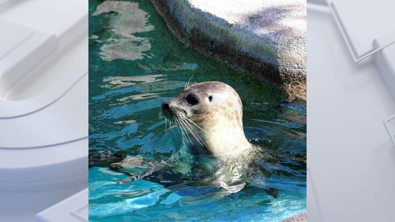 Milwaukee County Zoo harbor seal makes debut