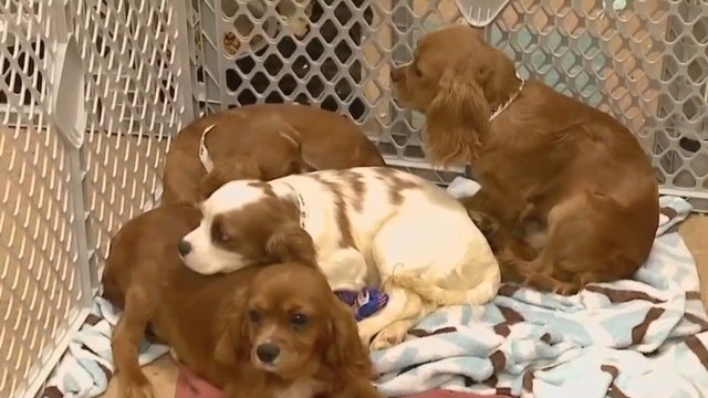 Wisconsin Humane Society, Safe Harbor merger announced