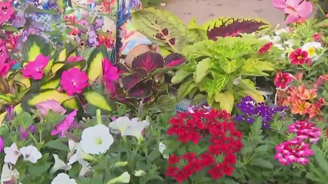 Milaeger’s in Racine; options for container gardening