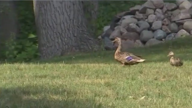 Importance of No Mo May; where bees hibernate